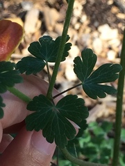 Aquilegia formosa