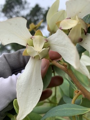 Asimina reticulata