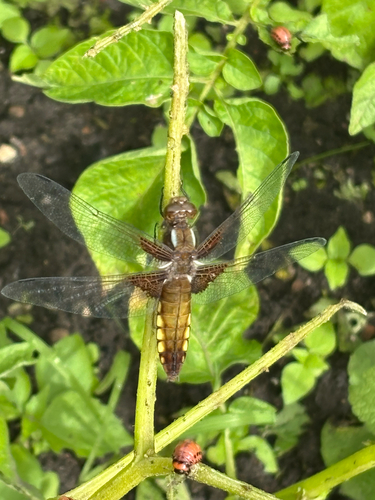 Broad-bodied Chaser