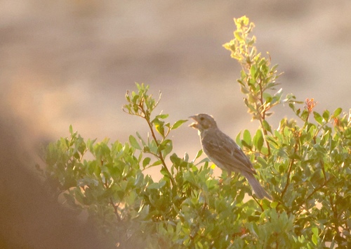 Corn Bunting