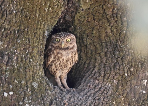 Little Owl