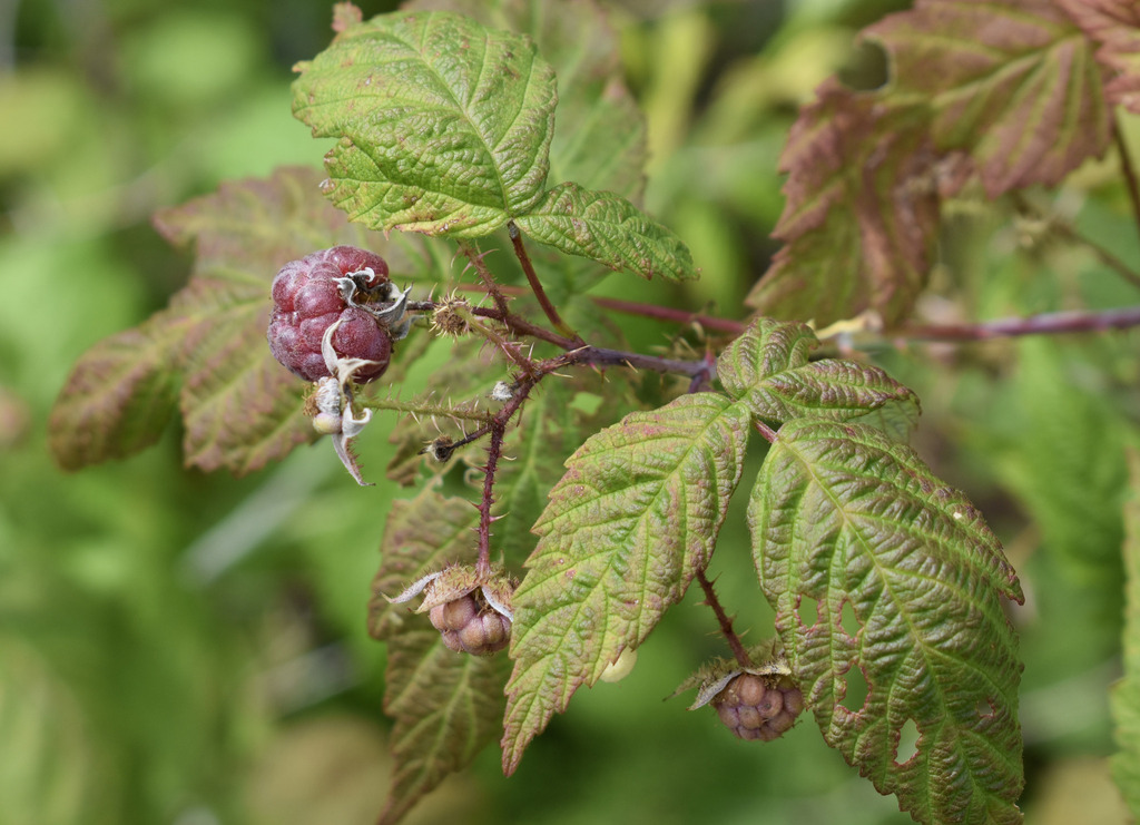 purple raspberry