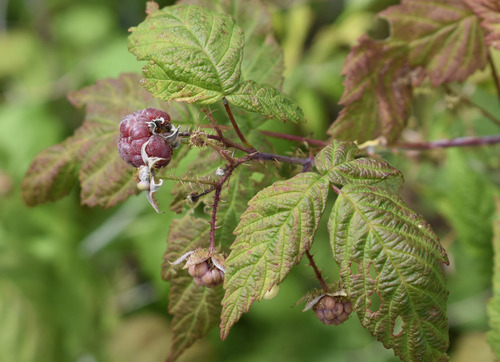 Rubus X neglectus