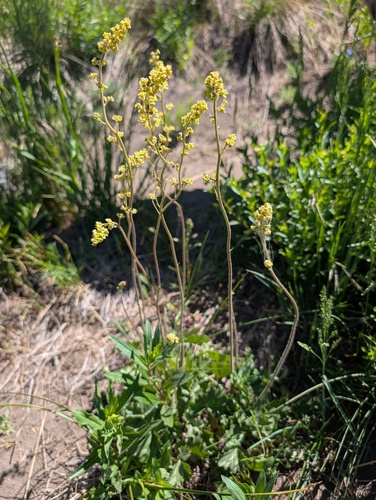 Heuchera parvifolia, photograph 6