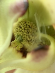 Asimina reticulata