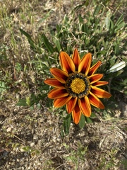 Gazania × splendens