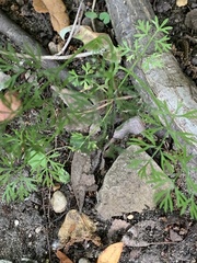 Ammoselinum