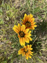 Gazania × splendens