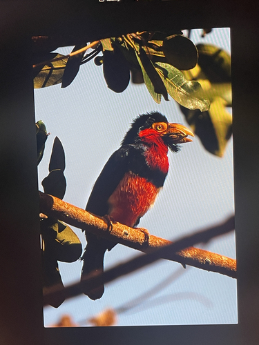 Bearded Barbet