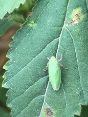 Draeculacephala minerva