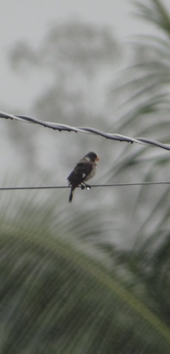 White-throated Seedeater