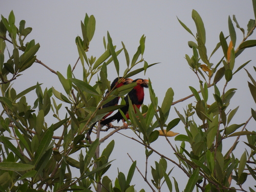 iNaturalist image