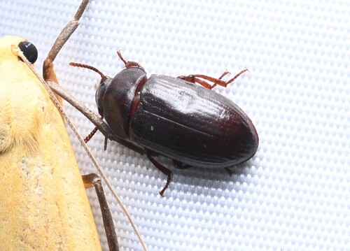 Alphitobius laevigatus observed 2026-07-08