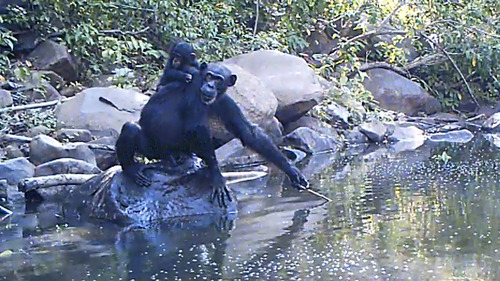 West African Chimpanzee