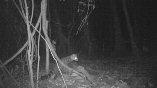 West African Large-spotted Genet
