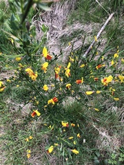 Cytisus scoparius andreanus