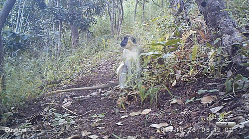 Green Monkey