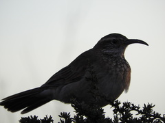 Upucerthia dumetaria