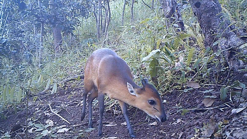Red-flanked Duiker