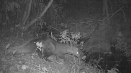 Northern White-tailed Mongoose
