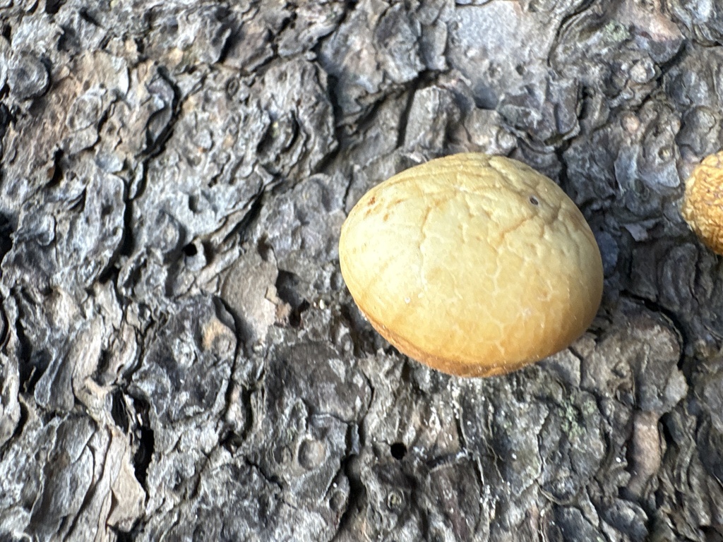 Veiled Polypore · July 2026 · photo: Photo: (c) Archer Silverman, some rights reserved (CC BY) · iNaturalist