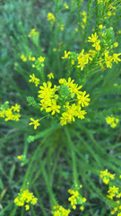 Euryops virgineus, photograph (c) avephill, some rights reserved (CC BY)