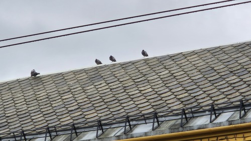 Rock Pigeon