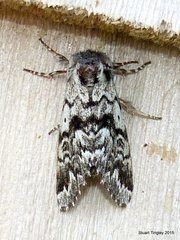 Panthea acronyctoides