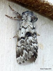 Panthea acronyctoides