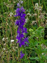 Delphinium ajacis