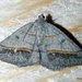 Dark-bordered Granite - Photo (c) Stuart Tingley, some rights reserved (CC BY-NC), uploaded by Stuart Tingley
