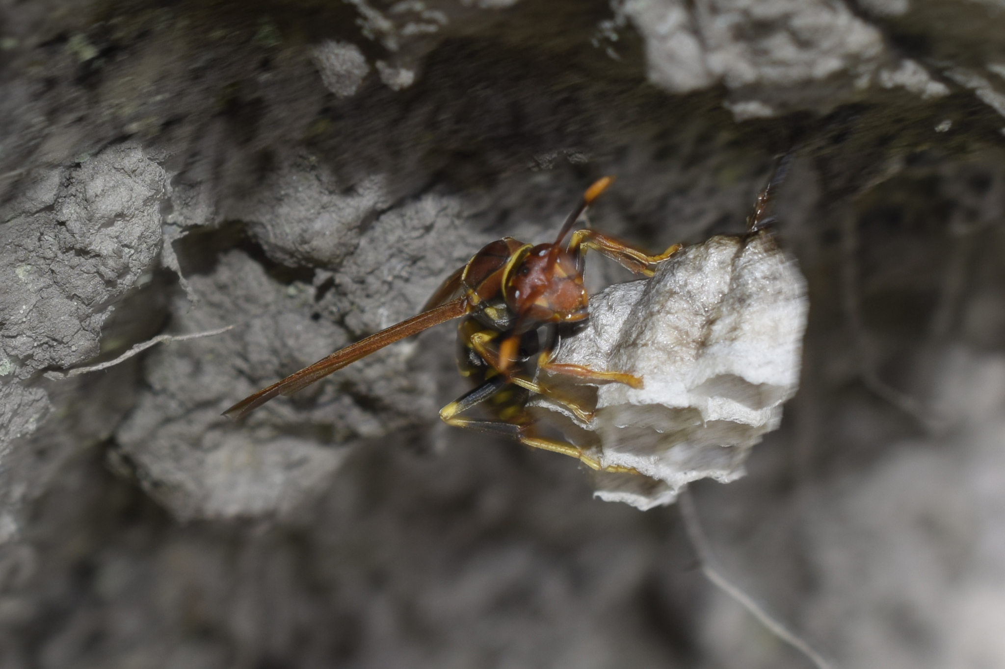 Polistes versicolor image