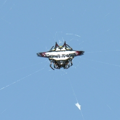 Gasteracantha geminata