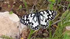 Melanargia ines