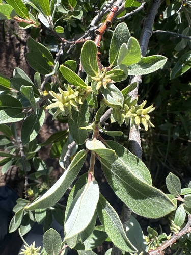 Salix brachycarpa, photograph 4