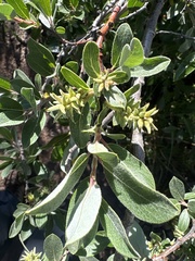 (c) Archer Silverman, some rights reserved (CC BY) Salix brachycarpa, photograph (c) Archer Silverman, some rights reserved (CC BY)