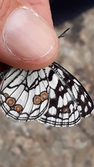 Melanargia ines