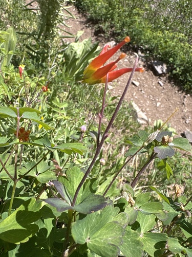 Aquilegia elegantula, photograph 1