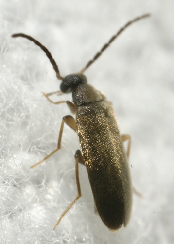 Canifa pallipes