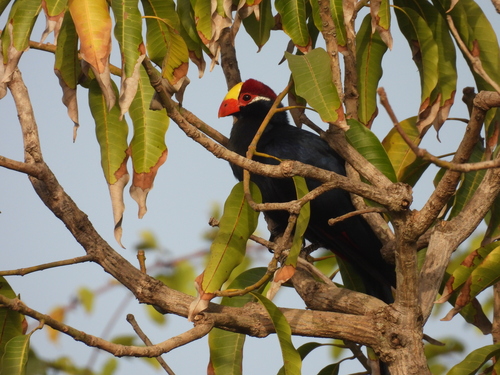iNaturalist image