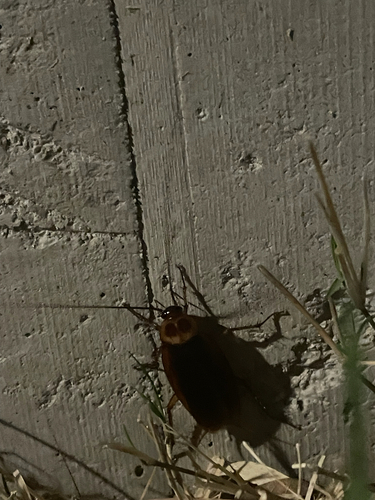 American Cockroach