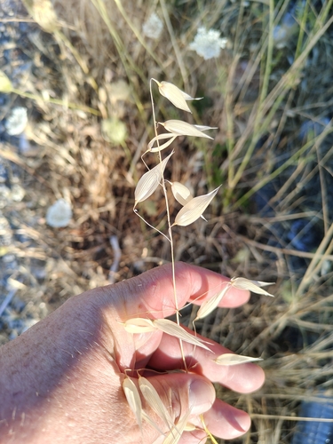 Avena sterilis, photograph 6