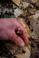 Claytonia caroliniana