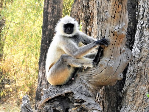 Bengal Sacred Langur, photo 10 of 10