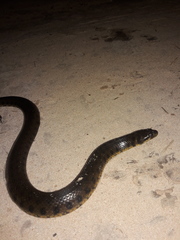 Helicops leopardinus