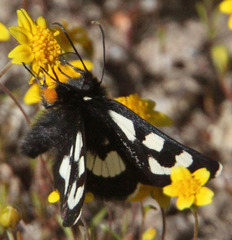 Alypia mariposa