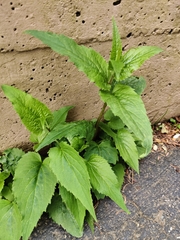Campanula trachelium