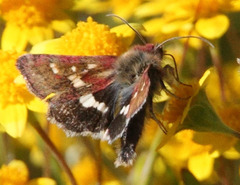 Heliothodes diminutiva