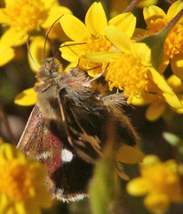 Heliothodes diminutiva