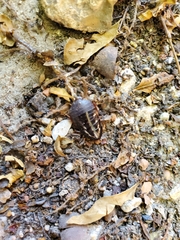 Pycnoscelus surinamensis